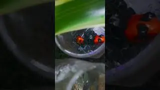 Poniedziałkowe harce! Wybaczcie jakość, ale chciałem się podzielić na szybko dobra nowina! #pets