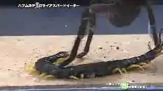 The 106world's strongest insect giant centipede PK Amazon eat tarantulas