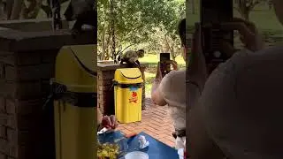 На нас напали обезьянки