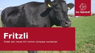 Fritzli findet sein neues Für-Immer-Zuhause wunderbar