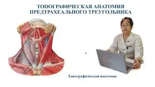 Топографическая анатомия  предтрахеального треугольника
