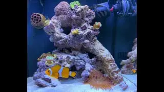 Nano Reef