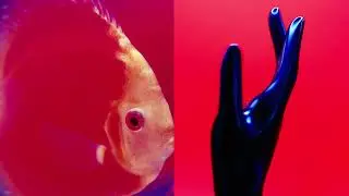 Miki Berenyi Trio - Doldrum Days (Official Video)