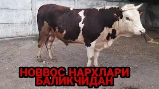 ANDIJON BALIQCHI MOL BOZORI NARXLARI 2021 АНДИЖОН БАЛИКЧИ МОЛ БОЗОРИ НАРХЛАРИ НОВВОСЛАР ШВЕД АНГУС