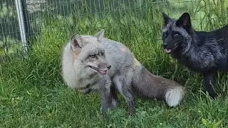 Best fox friends