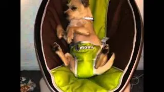 *Puppy falls asleep* on the MamaRoo