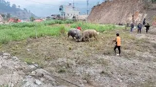 em khủng long đã sang nước bạn