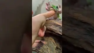 Как кусаются лягушки?)))