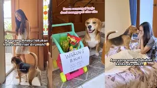 DOGS ARE GOOD AT ACTING!! YUKO & RYUKI VIDEO COMPILATION 2023 Part 1