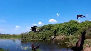2024 0615 Ласточки береговушки реки Гумбейка Нагайбакский район.