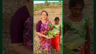 இன்னைக்கு பீர்க்கன்காய் Harvest | குழந்தைகளுடன் காய்கறி அறுவடை செய்யும் Actress Seetha