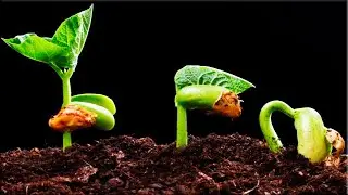 Прорастание семян: ускоренная съемка-Seed germination