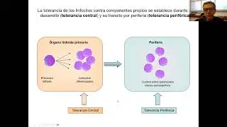 9- Desarrollo de linfocitos B y T, y mecanismos de tolerancia