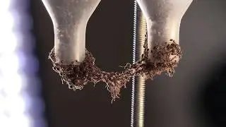 How Fire Ants Build Waterproof Rafts