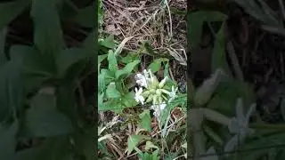 Бабочка Бражник "колибри"