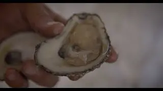 Today's LDAF Catch - Louisiana Oysters