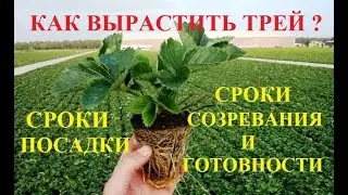 Эрик Деккер: как вырастить tray, mini tray. Сроки посадки, созревания и готовности рассады трей.