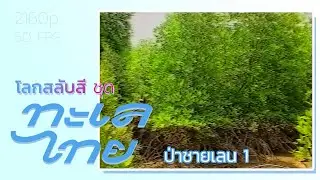 โลกสลับสี ชุด ทะเลไทย: ป่าชายเลน 1 (2533)