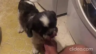Deuce