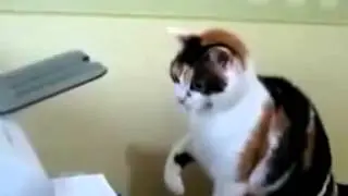 Katze und Drucker lustigg