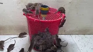 Traps with plastic buckets /rat trap/Electric mouse trap / mouse trap using 12v . battery