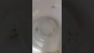 Медузы из Карьера Кадастику (Нарва)