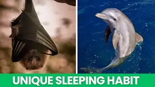 Surprising Animal Sleep Patterns | Zero Dot Nothing