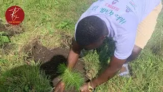 The Right Way to Plant a Tree – Step-by-Step Guide! #tjkshares