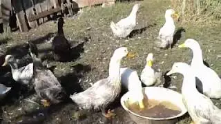 Как определить пол уток 100% способ.