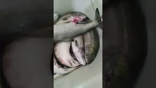 Результат тони №1