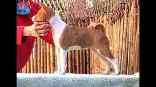 Burnette Girl2 Burner x Audrey 6 wks