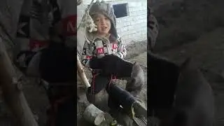 рузимирод полмонни мухлислари  борми