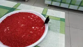 #Выставка Бабочек