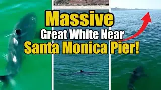 Massive Great White Shark Near Santa Monica Pier!