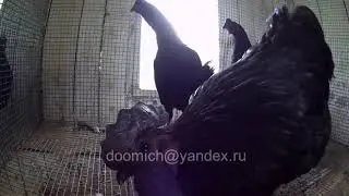 Ухэйилюй. Donxiang Lvkedan Ji....