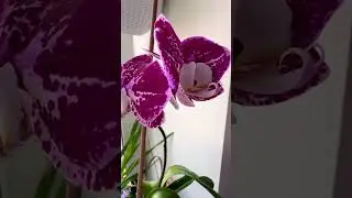 Весна в доме цветочного маньяка 😍