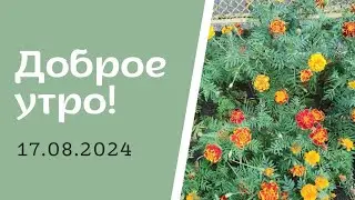 Доброе утро! 17.08.2024