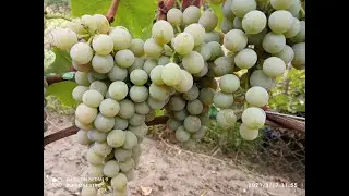 Muscaris: a wine grape variety. What is it?