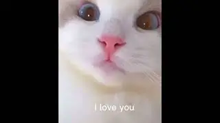 cute cat