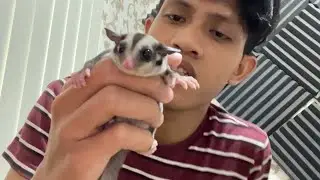Anak sugar glider yang baru lahir