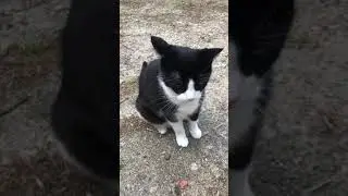 Henry the cat in Hamburg, Germany