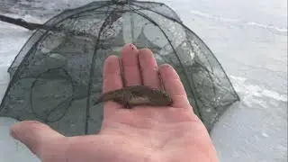 КОРМИМ РЫБУ КОРМОМ!ЗИМНЯЯ РЫБАЛКА ЗОНТИКОМ!