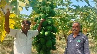 (सांवलिया नर्सरी बराड़ा) ,भरक माधुपुर भवरसिंह जी (राजस्थान) papita ki kheti