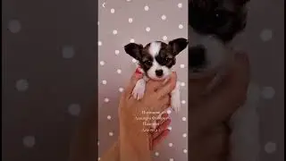 Продаётся девочка-папийон. #папийон #papillondog #папильон