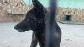 Опасные хищники ТАЙГАНА!