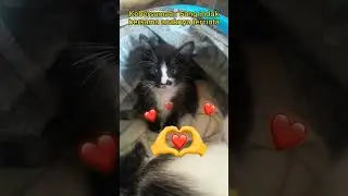 Suara Anak Kucing Memanggil induknya