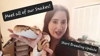 Meet all of our Snakes! Plus Breeding Update! 🐍