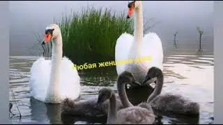 Любая женщина река Сангарская поэтесса Ирэн Дрозд