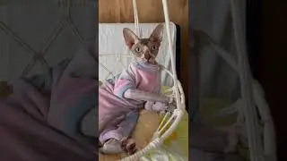 #shorts#cat#catlover