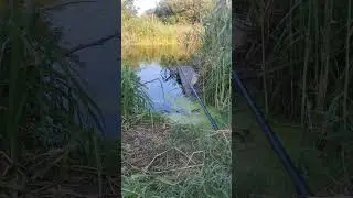 #Село 🍀 и 💧#озеро, развлечение и жизнь за городом - 🐠 #ловля рыбная на удочку с поплавком летом